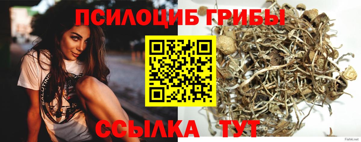 Тольятти  Галлюциногенные грибы MAGIC MUSHROOMS  сколько стоит  Вход с VPN 